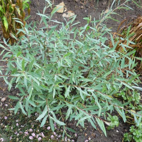 Wierzba purpurowa Gracilis 