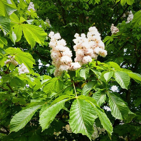 Kasztanowiec biały Baumani (obw. 16-18 cm, H200/300 Pa150-180)