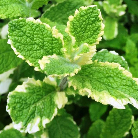 Mięta wonna ananasowa (C2)