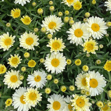 Złocień wielki Lacrème (C2)