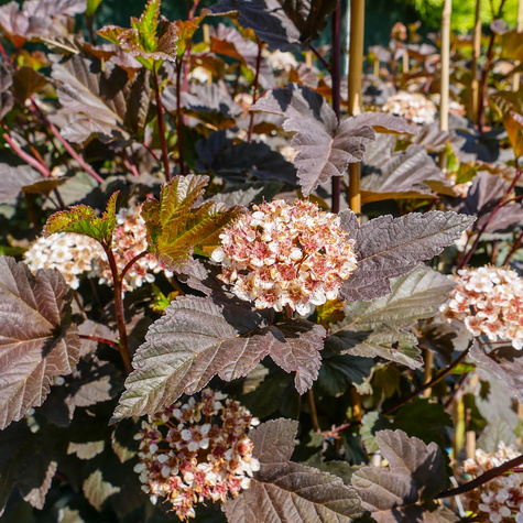 Pęcherznica kalinolistna Diabolo FA (C5)