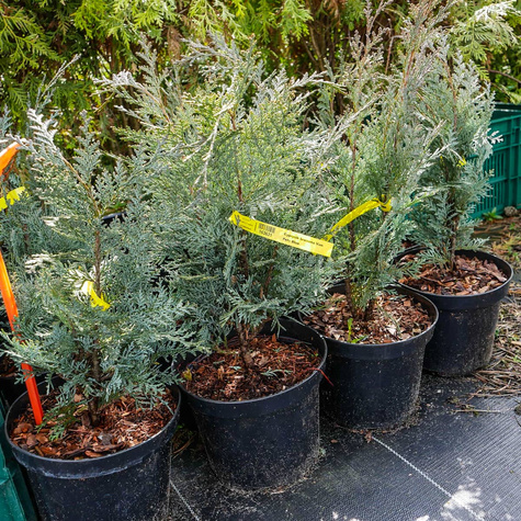 Cyprysik lawsona Van Pets Blue (C2)