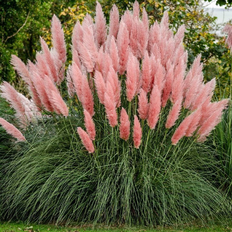 Trawa Pampasowa Rosea (C2)