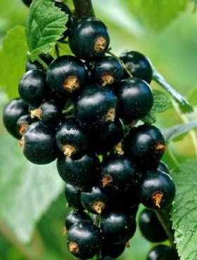 Porzeczka czarna Patio Black w doniczce