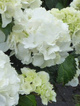 Hortensja ogrodowa 'Snowball' (C2)