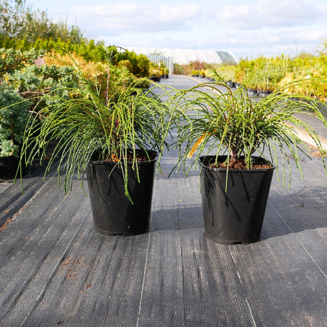 Thuja Tuja Żywotnik olbrzymi Whipcord