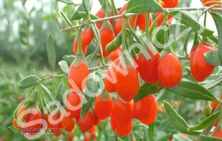 Jagoda Goji Kolcowój Korean Big