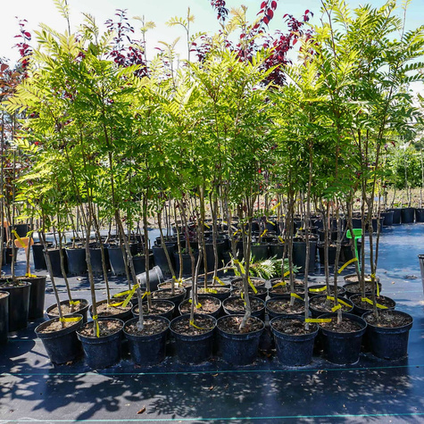 Jarząb kolumnowy żółtoowocowy (C2)