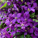 Powojnik Clematis wielkokwiatowy Polish Spirit (C2)