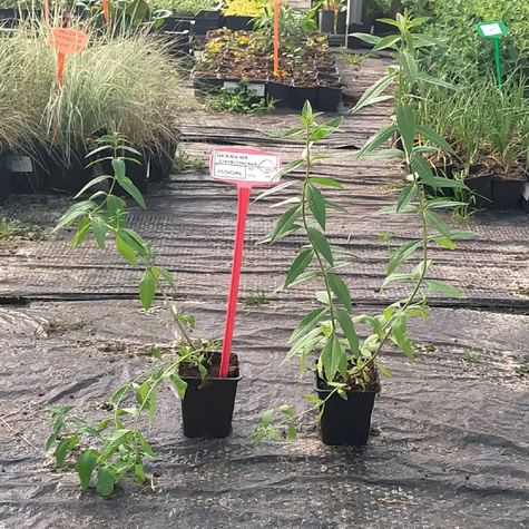 Werbena cytrynowa Pachnie Freshman (C2)