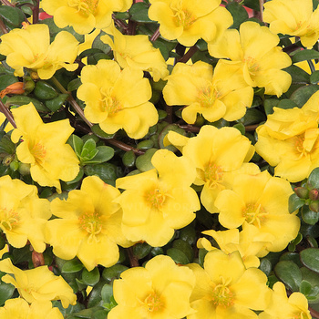 Portulaka zwisająca żółta