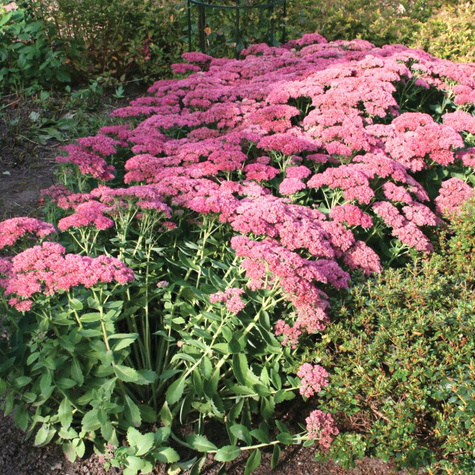 Rozchodnik wielki Birthday Party (C2)