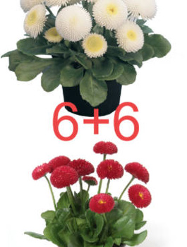 Zestaw Stokrotek 6 białej + 6 czerwonej Stokrotka Stokrotki