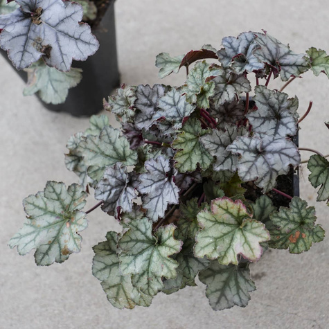 Żurawka ogrodowa Iced Lilac (C2)