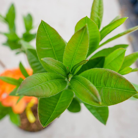 Azalia wielkokwiatowa Soczysta pomarańczowa (C2)