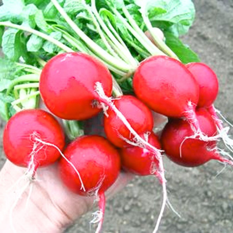 Rzodkiewka Ramona średniowczesna 100g