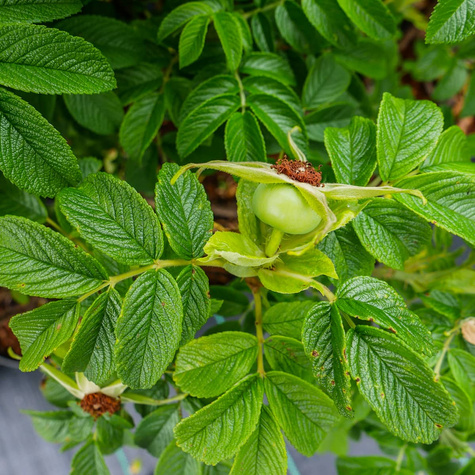 Róża pomarszczona Alba Biała (C2)