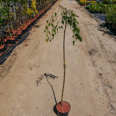 Brzoza Brodawkowata Gracilis Szczepiona Na Pniu