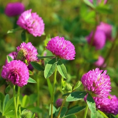 Koniczyna łąkowa cena za 0,5 kg