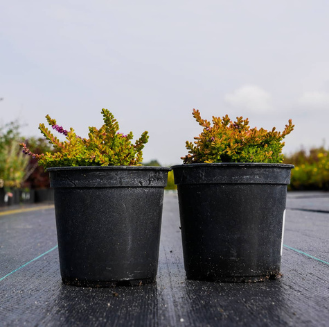 Wrzos pospolity Orange Queen