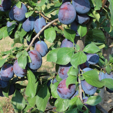 Śliwa Taste pyszna Plant Pack