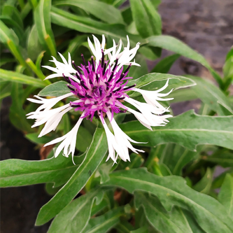 Chaber górski Alba (C2)