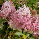 Hortensja bukietowa Living Touch of Pink (P9)