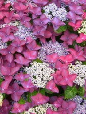 Hortensja ogrodowa Rotkehlchen