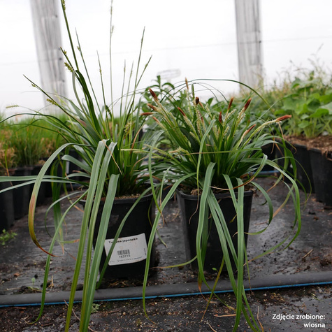 Turzyca japońska (C2)