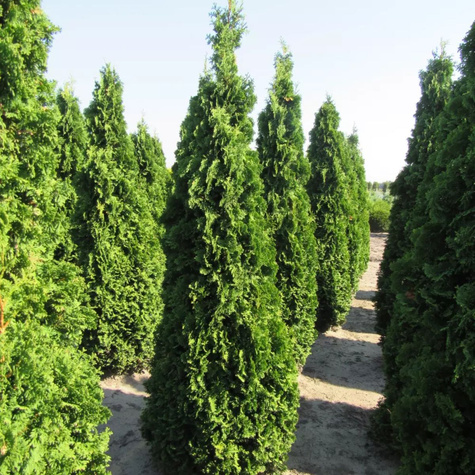 Thuja Tuja Żywotnik zachodni Degroot-s Spire (C2)