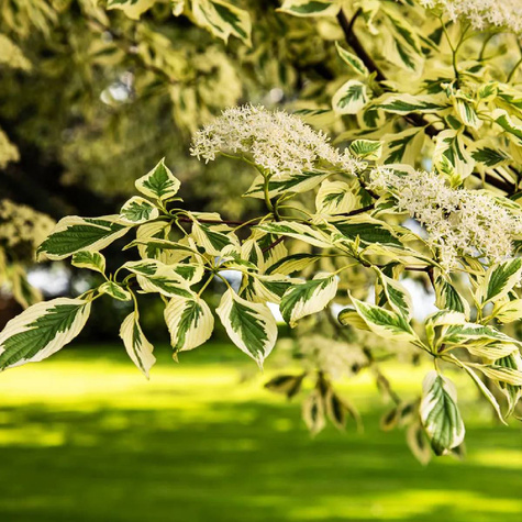 Dereń pagodowy Variegata (C2)