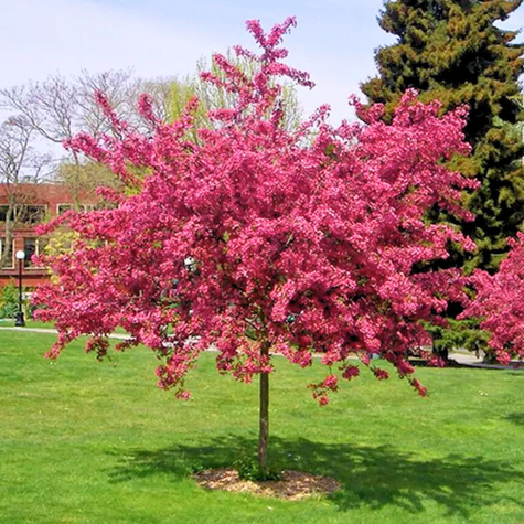 Głóg Dwuszyjkowy Paul's Scarlet Szczepiony Na Pniu
