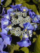 Hortensja ogrodowa Blaumeise (C2)