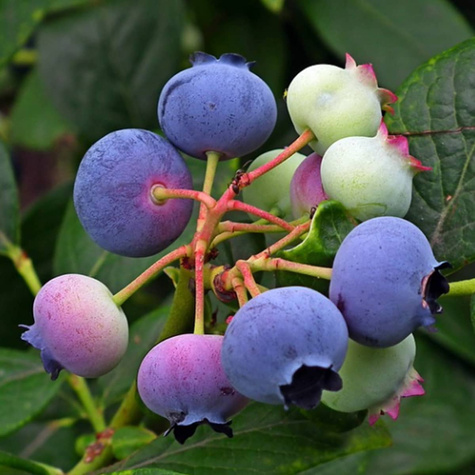 Borówka amerykańska Sierra średniowczesna (C2)