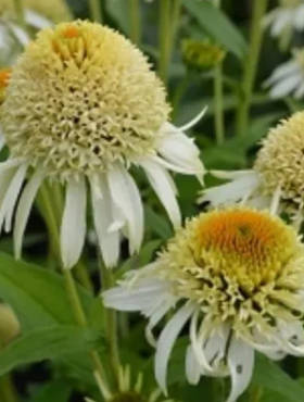 Jeżówka purpurowa Pappalo Semi Double White