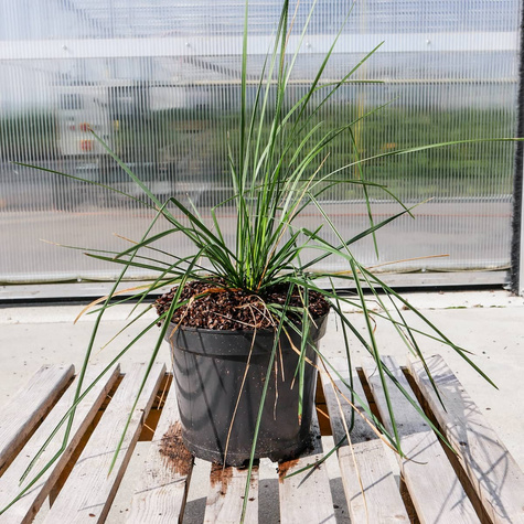 Śmiałek darniowy (C2)