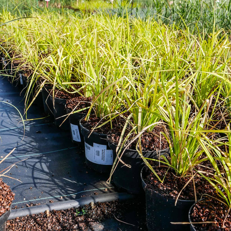 Turzyca sztywna Bowles Golden (C2)