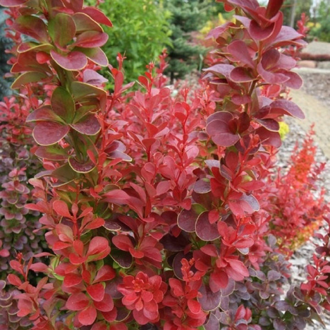 Berberys thunberga Florence (C1.7)