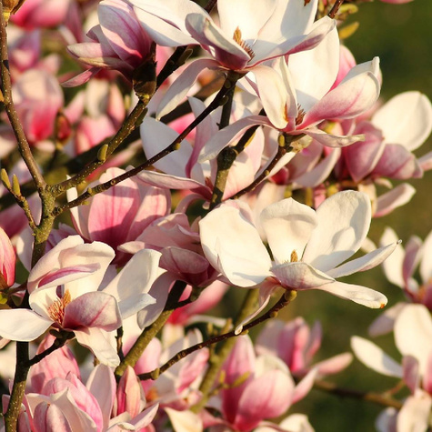 Magnolia Soulange'a Pinkie (C2)