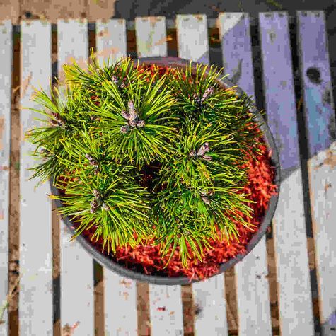 Sosna górska kosodrzewina Ophir