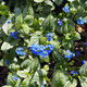 Brunnera wielkolistna Jack Frost (C2)