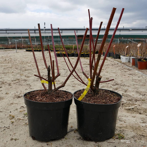 Dereń biały Westonbirt