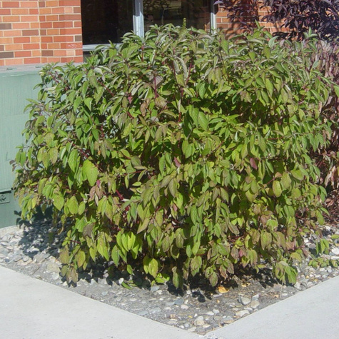 Dereń biały Baton Rouge Minbat Poskręcane liście