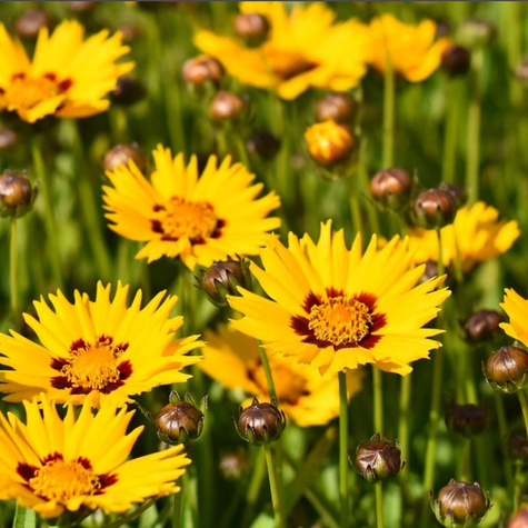 Nachyłek wielkokwiatowy Sunfire (C2)