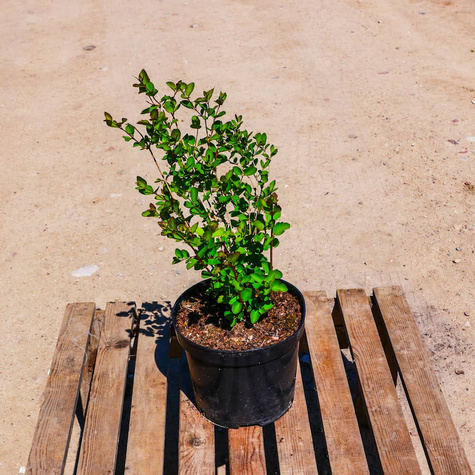 Śnieguliczka Chenaulta (C2)