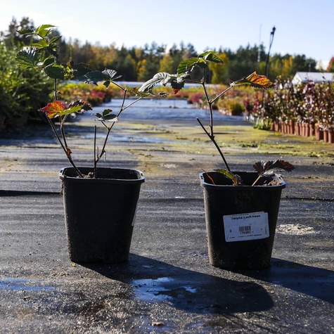 Jeżyna wielkoowocowa Loch Ness w doniczce