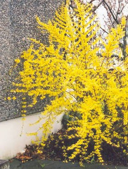 Forsycja pośrednia Goldzaubert