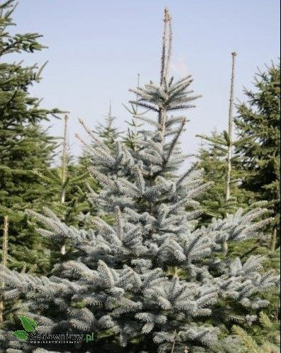 Świerk kłujący Dolores