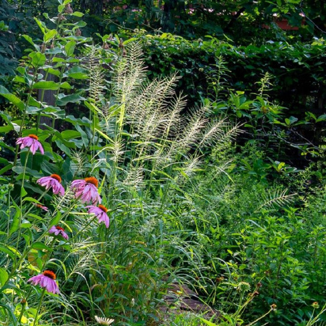 Jeżotka rozpierzchła