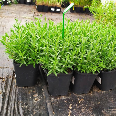 Lawenda wąskolistna (C2)